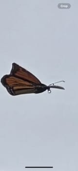 monarch