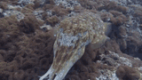 cuttlefish-broadclub-cuttlefish