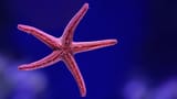 starfish-finding-nemo