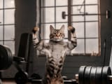 cute-cat-practicing-weightlifting-gym-muscular-flexes-body-building-healthy-lifestyle-movement-activity-action-concept-354795593