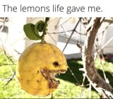 lemons-life-gave