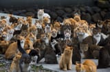 what-do-you-call-a-group-of-cats-v0-g1ep2r3f4uv91