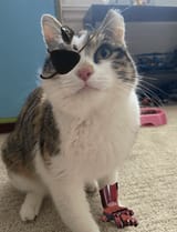 i-made-my-cat-venom-snake-v0-w6gy9eo2waga1