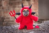 french-bulldog-dog-red-halloween-600nw-1822964279