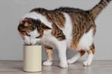 hungry-tabby-cat-sniffing-cat-food-aluminum-can-with-copy-space-your-own-design_1048944-25849564