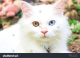 stock-photo-persian-cats-white-yellow-and-blue-eyes-1115805929-2861781262