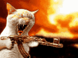 cat-machine-gun