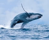 A-Breaching-Humpback-Whale-Wallpaper-Mural