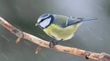 blue tit
