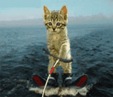 kitty-skiing