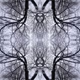 Re-imagined tree photography