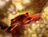 crab2
