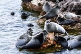 Baikal seal