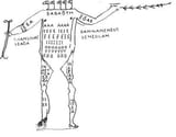 akephalos