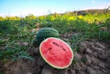 Watermelon-citrullus-lanatus