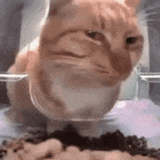 sus-cat-stare