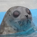 i just thought you&#039;d like a seal of approval