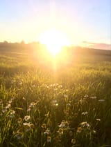 sunset and flowers 🌼