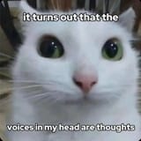 Thread 40764441 OP Image