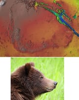Mars Bear