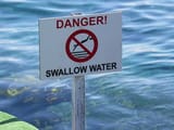 Swallow