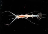 Macrohectopus_branickii