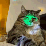 catatthedisco