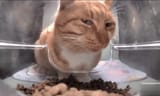 streetcatsfresh