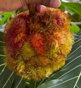 fruit