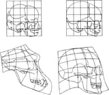 FIG-URE-1-Transformation-grids-for-the-chimpanzee-left-and-human-right-skull-during
