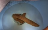 POST SCAT AND MAKE THE JANNIES LIVES A LIVING HELL (11)