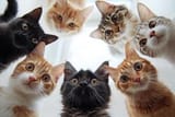 curious-cats-looking-down-at-camera-in-circle-formation-photo