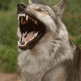 wolf-laugh-wolf