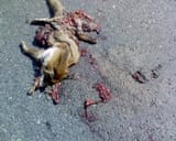 Fox_road_kill