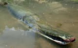 alligator-gar-trinity-river