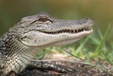 american-alligator-3002305799