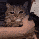 sad-sad-cat