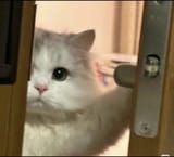 output (looking at blackface cat is he nobody...nobody knows)