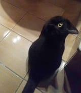 bird