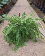 fern
