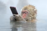 munki