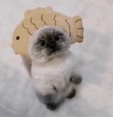 cat3