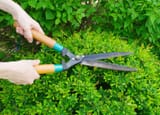 hedge-cutting-shears