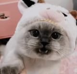 cat2