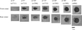 1-s2.0-S003206331630157X-gr5