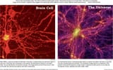 brain universe