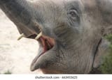 shouting-elephant-260nw-663453625