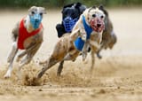 2019-06-09T000000Z_1929208078_RC1638E3D800_RTRMADP_3_GERMANY-GREYHOUND-1024x728