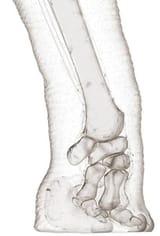 patas