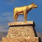 goldcalf
